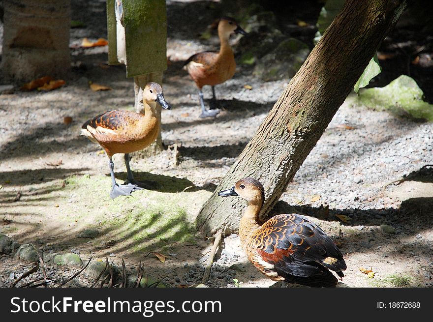 Image of few duck rest under the tree