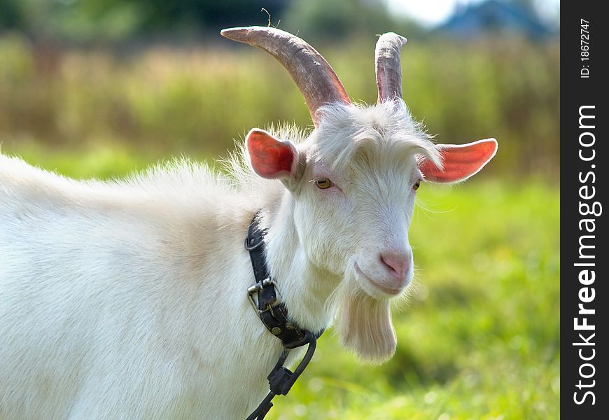Goat On Green Meadow