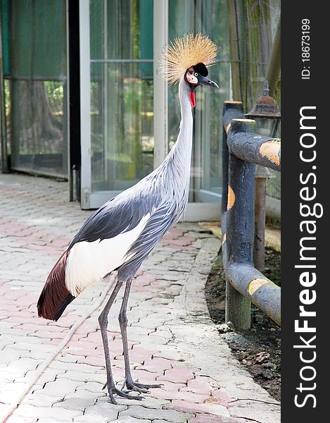 Image of grey crowned crane at the park