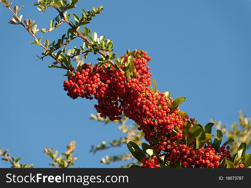 Red berries on the blue sky