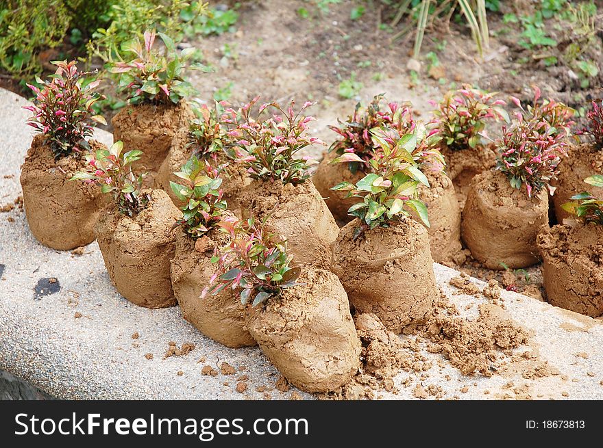 Image of plant and soil at garden