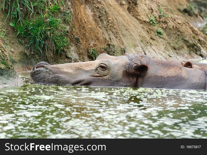 Hippopotamus submerged in stagnant water
