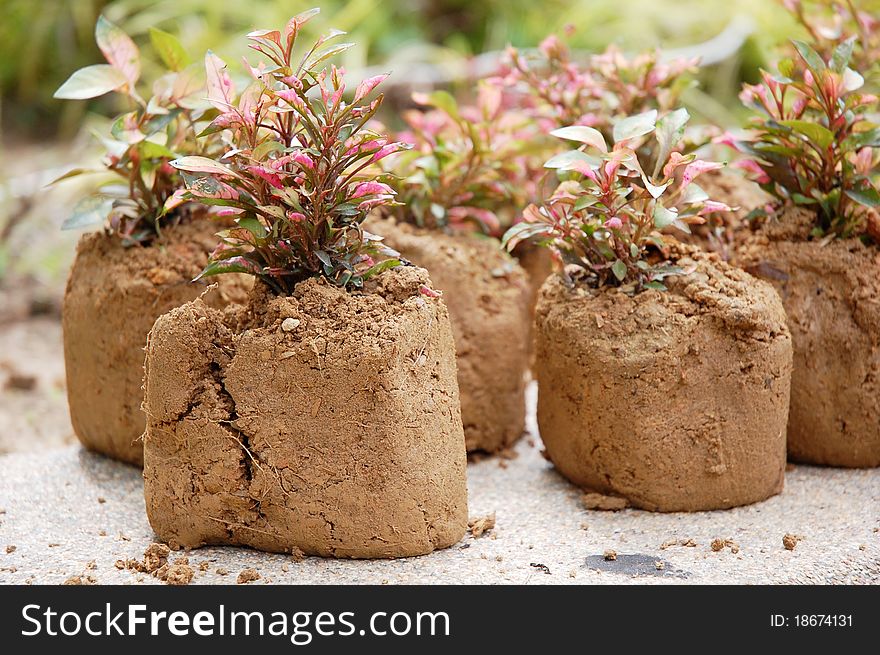 Image of soil and plant in garden