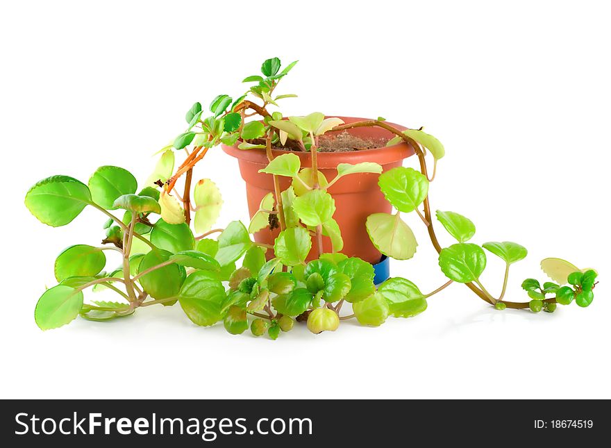 Houseplant in a pot isolated on a white background.