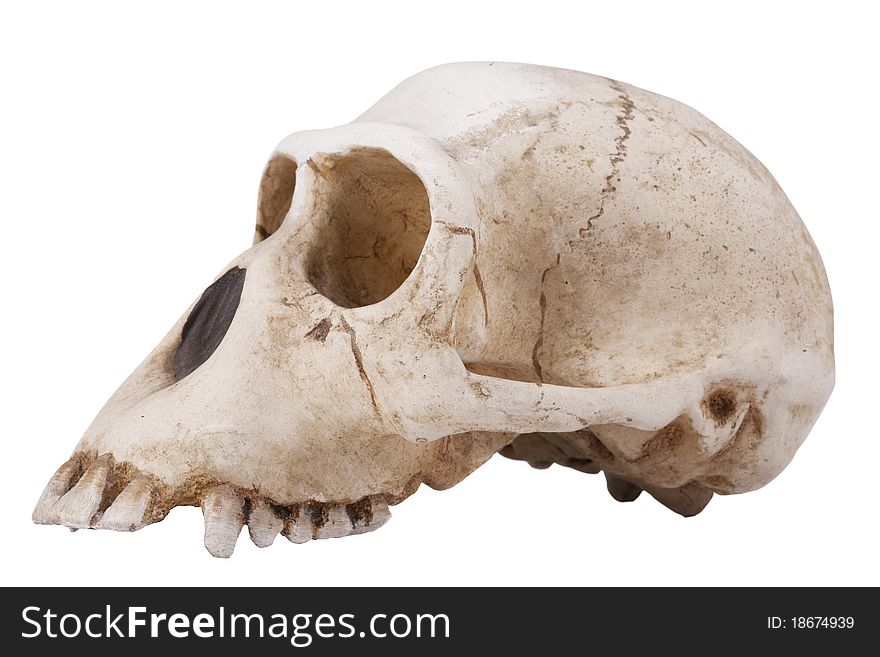 Skull Monkey