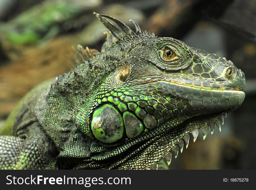 Rhinoceros Iguana