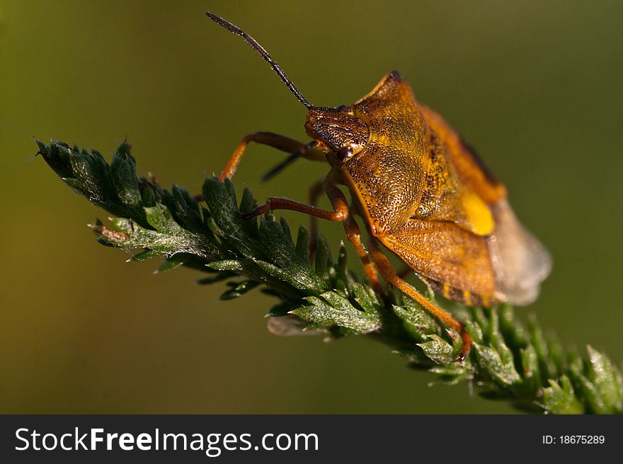 Shield bug insect on a leaf