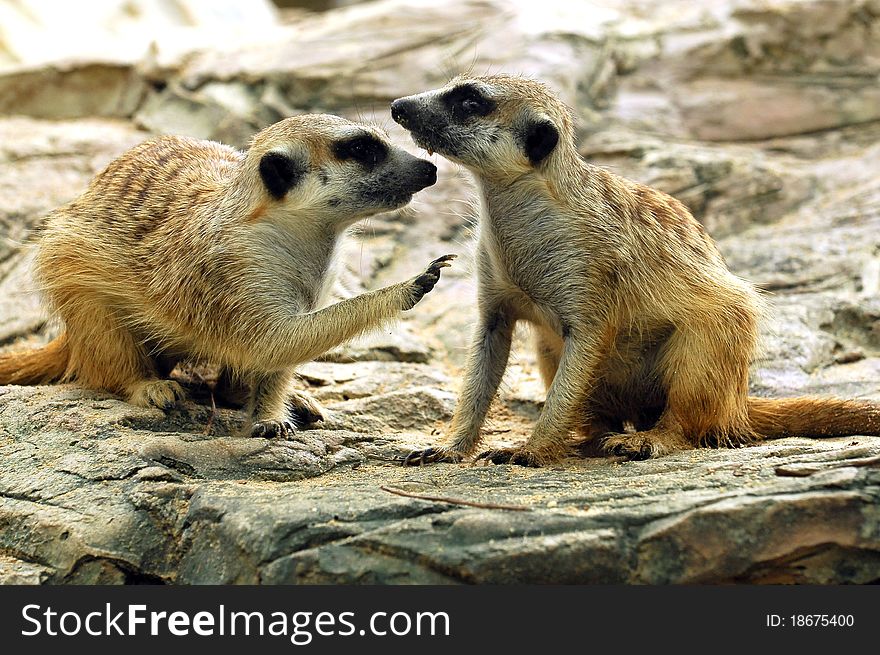 Suricate Or Meerkat (Suricata Suricatta)