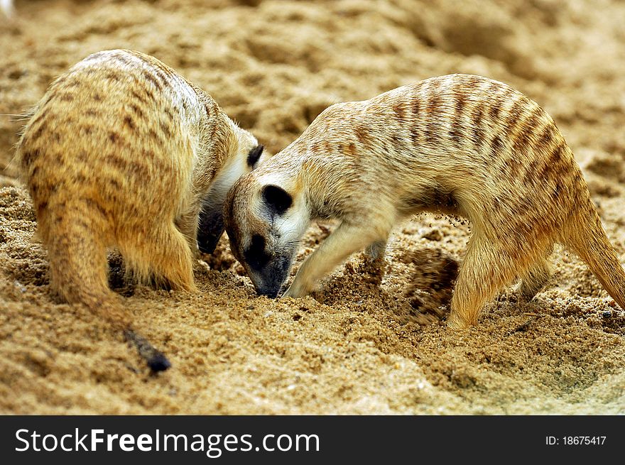 Suricate or meerkat (Suricata suricatta)