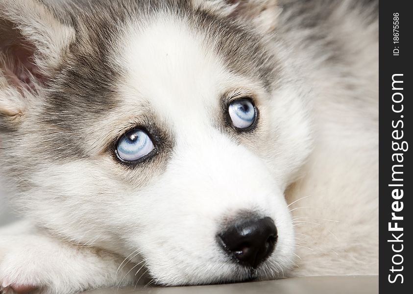 Blue Eyes Of Cute Siberian Husky Puppy - Free Stock Images & Photos