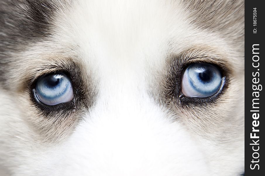 Blue eyes of cute siberian husky puppy