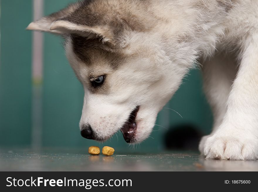 Portrait Of Cute Siberian Husky Puppy