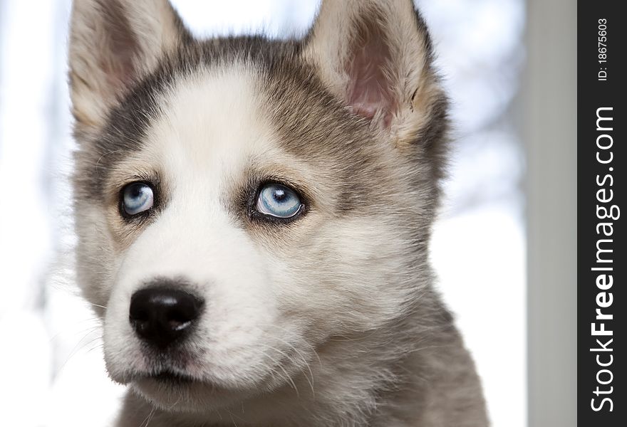 Close up portrait of cute siberian husky puppy