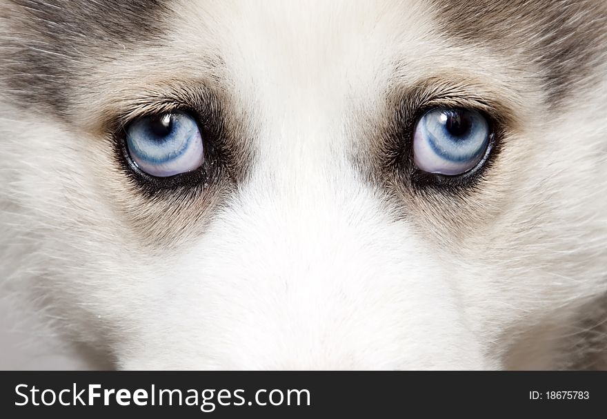 Close up on blue eyes of cute siberian husky puppy