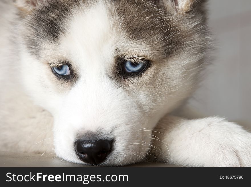 Close up portrait of siberian husky puppy