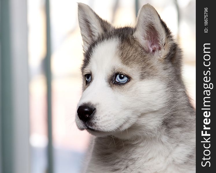 Close up portrait of siberian husky puppy