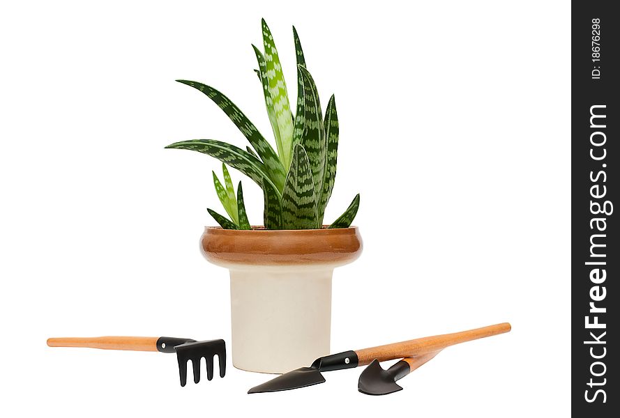 Agave And Garden Tools