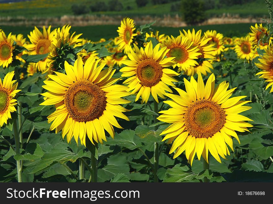 Detail of the sun flowers field. Detail of the sun flowers field