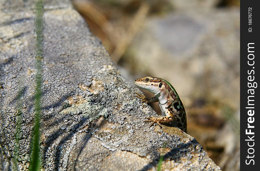 Small lizard on the stone