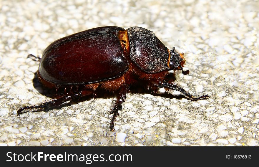 Rhinoceros Beetle