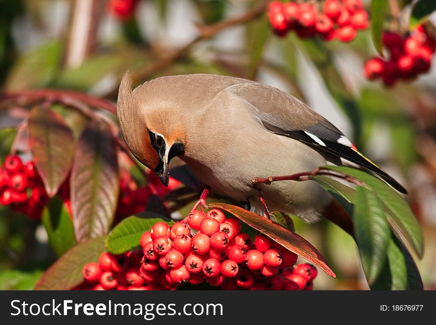 Waxwing