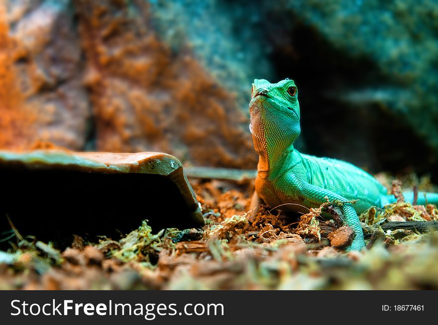 Green lizard in wild desetr