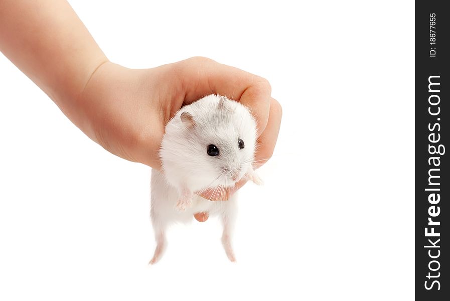 Hamster relaxing in hand isolated on white