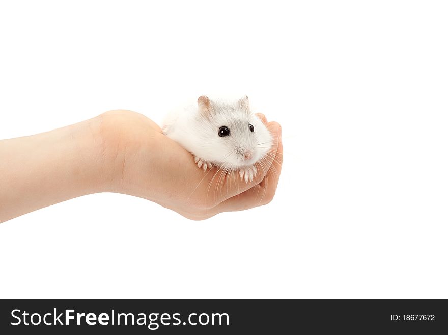 Hamster relaxing in hand isolated on white