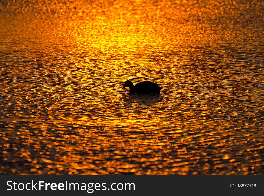 Duck silhouette on orange water ripples