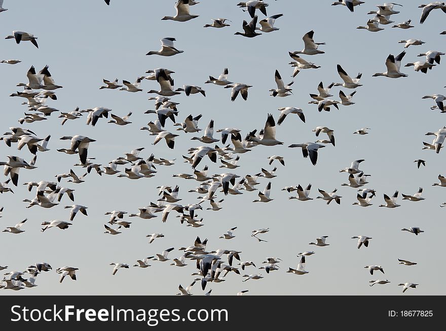 Flock of snow geese in flight