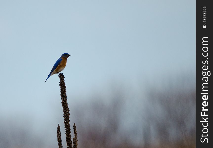 Eastern Bluebird perched on vegetation