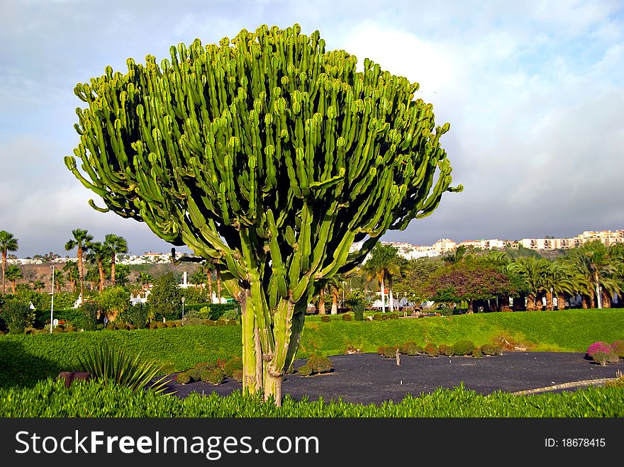 A Euphorbia Cactus in Gran Canaria