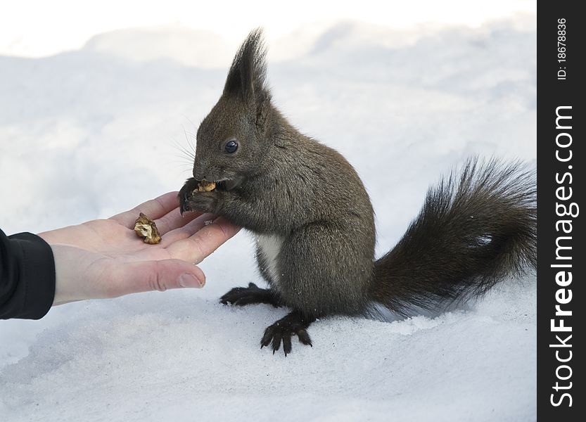 Human hand feeding hungry grey squirrel in the winter snow. Human hand feeding hungry grey squirrel in the winter snow