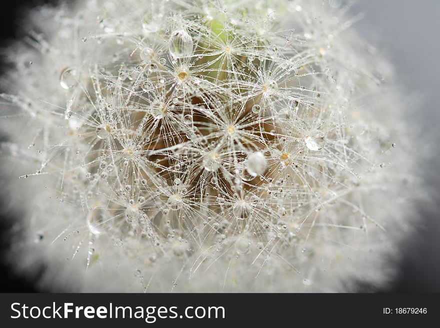 Dandelion seeds with drops of water, macro. Dandelion seeds with drops of water, macro