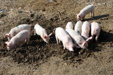 Group Of Baby Pigs Royalty Free Stock Photo