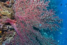 Gorgonian Fan Royalty Free Stock Photo Gorgonian Fan Royalty Free Stock Photo