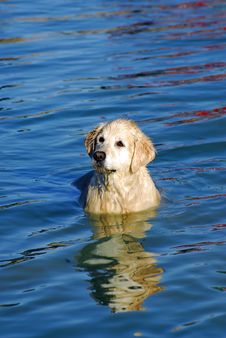 Yellow Labrador Retriever In Blue Water Royalty Free Stock Photo