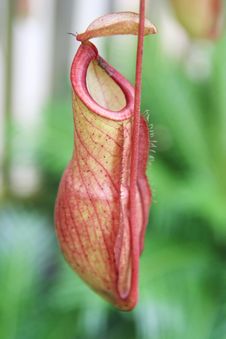 Nepenthes ,eat Insect Flower, Stock Images