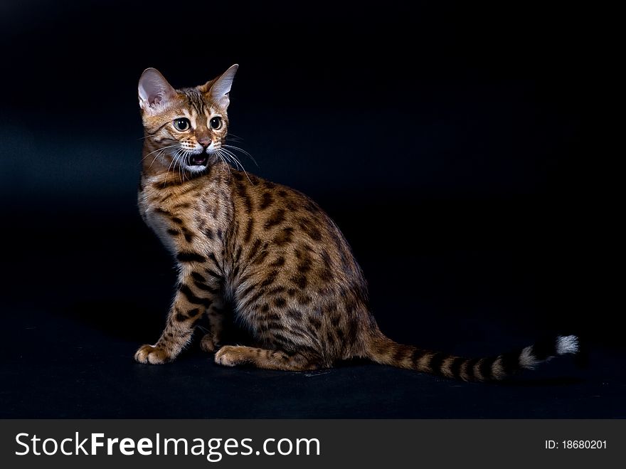 Bengal cat mews. On black background