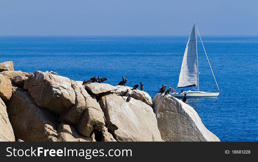 Blue sea picture, cormorants, sailboat. Blue sea picture, cormorants, sailboat