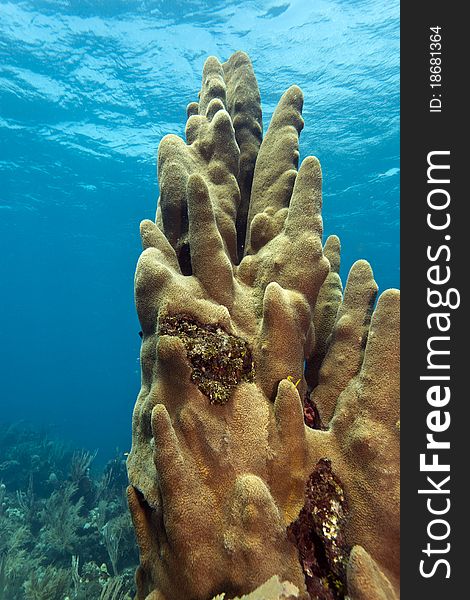 Large stand of pillar coral off the coast of Roatan Honduras