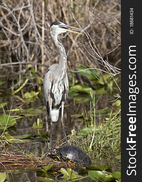 Great Blue Heron (ardea Herodias) in Everglades National Park in Florida with turtle