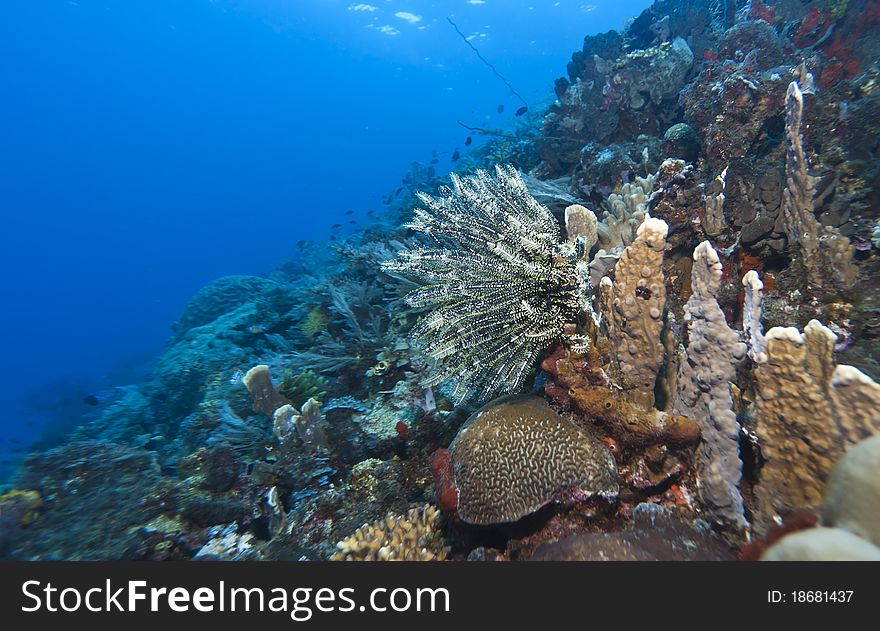 Crinoid on Gorgonian fan