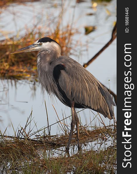 Great Blue Heron (ardea Herodias) in Everglades National Park in Florida