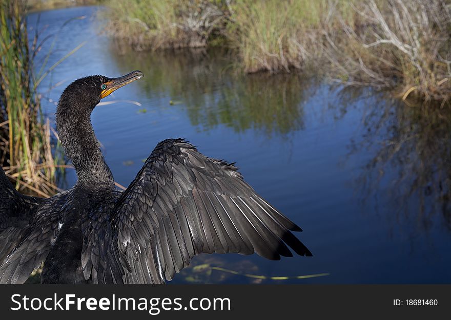 Great Cormorant (Phalacrocorax carbo) in Everglades National park in Florida