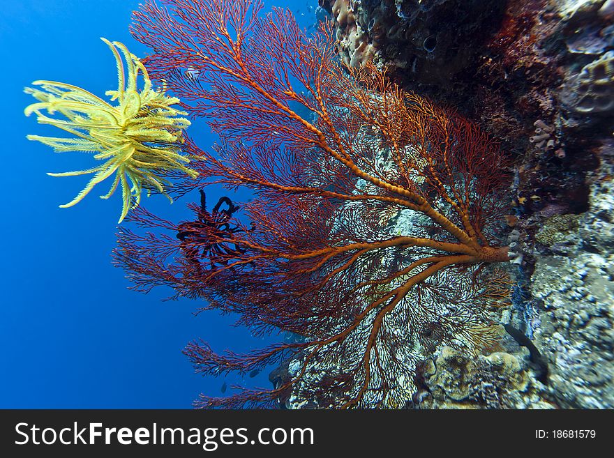 Crinoid on Gorgonian fan