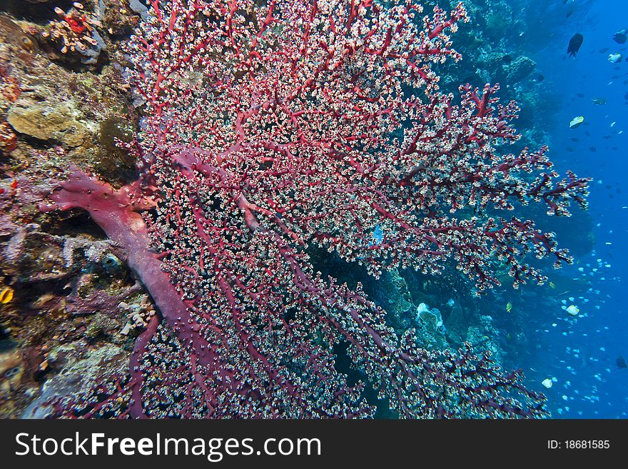 Deep water Gorgonian fan living on a coral wall off the coast of Bunaken