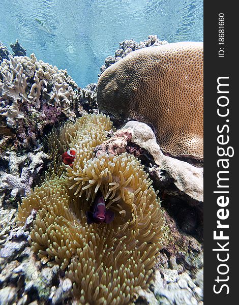 Anemone with clownfishl off the coast of Bunaken island in North Sulawesi, Indonesia. Anemone with clownfishl off the coast of Bunaken island in North Sulawesi, Indonesia