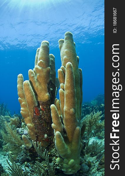 Caribbean Coral Reef Scene, Pillar Coral