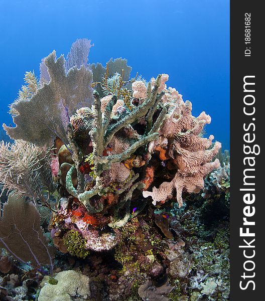 Underwater off the coast of Roatan Honduras, Coral gardens